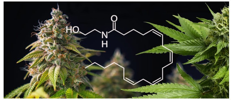 The Molecule of Happiness!